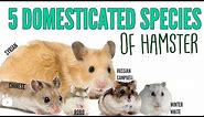 The 5 domesticated species of hamsters!