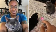 Funny moment betrayed cat founds out owner controls the laser