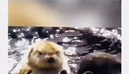 Cute snd heartwarming otters #fyp#viral#fypage #foryou #foryoupage #cute #tiktok #meme #xyzbca #love#animals #animal#animalsoftiktok#otter#sea #seafood#love #chil #childhood #kids #kidsoftiktok meme slideshow twitter love sea otters wholesome loving caring hand holding couple