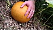 When To Harvest Your Pumpkin - Quick Tip