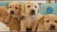 Yellow Lab Puppies and Their Adorable Mommy