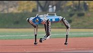 KAIST Hound, a Quadruped Robot 100m World Record