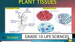 Introduction PLANT TISSUE : Grade 10 life sciences |ThunderEDUC |M.SAIDI