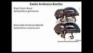 Biology, Ecology, and Management of Ambrosia Beetle Vectors & their Diseases