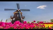 Holland tulipán földek