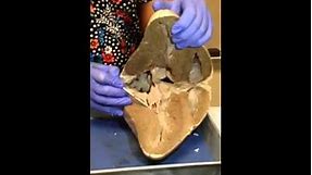 Cow Heart Dissection/ Identification