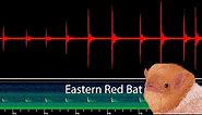 Eastern Red Bat | FIND Iowa