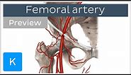 Femoral artery: course and branches (preview) - Human Anatomy | Kenhub