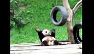 Sweet Panda VS. Cool Sloth