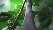 How does a bat manage to get sleep when there is daylight? -Watch Sleeping in Nature Only On DocuBay