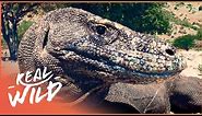 The Mythical Endangered Komodo Dragon | 1000 Days For The Planet | Real Wild