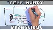 Mechanisms of Cell Injury