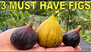 3 MUST HAVE FIG VARIETIES For Every Garden