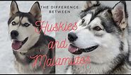 Difference Between Siberian husky and Alaskan Malamute