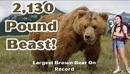 Clyde the Kodiak Bear: Biggest Bear In The World