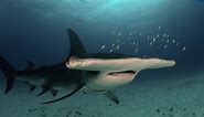 Facts: The Great Hammerhead Shark