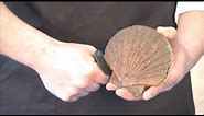 Shucking a scallop with very tightly closed shells | 06