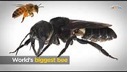 World's biggest bee