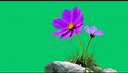 Flower green screen effect | flower animation video green screen | green screen flower video