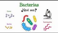 🦠 ¿Qué son las Bacterias? 🦠 [Fácil y Rápido] | BIOLOGÍA |
