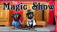 Ep 6: The Magic Show - Funny Dogs Put on Cute Magic Show