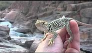 Lizards of AZ: Eastern Collard Lizard (Crotaphytus collaris)
