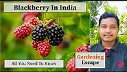 How To Grow Blackberry in India | How To Grow Blackberry In Pot | My Experience With Blackberry
