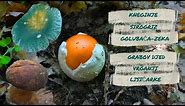 Jestive gljive: Blagva (Amanita caesarea), vrganji, presnac, lisičarka i golubača-zeka