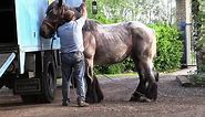 Horse breeding 3 - Belgian draft horse mating
