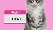 200  Cute Girl Cat Names for Your Purr-ty Princess