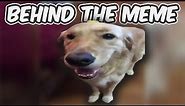 Why Is There Butter On The Dog? - Butterdog Behind The Meme