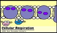 (OLD VIDEO) Cellular Respiration and the Mighty Mitochondria