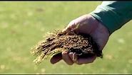Fore The Golfer: Divots 101 - Know When to Repair or Replace