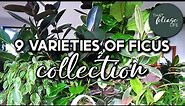 Ficus Plant Collection and Care Tips!