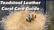 Best Coral For Hosting Clownfish - Toadstool Leather Coral Care Guide - Shedding, Growth, Placement
