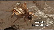 Acheta domesticus -- Heimchen -- House-cricket