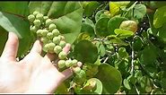 Sea grapes by Turtle Beach - edible wild fruit of Florida