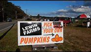 Pumpkin Picking at Lewin Farms on the east end of Long Island in Calverton NY USA October 2020