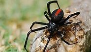 16 Black And Red Spiders (With Pictures Of Each)