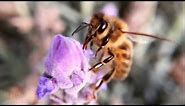 How bees turn nectar into honey