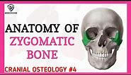 Zygomatic Bone Anatomy | Cranial osteology #4