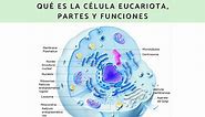 Célula eucariota: características y sus partes - Resumen con esquemas