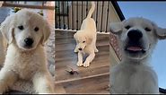 Our Golden Retriever Puppy’s First 3 Months