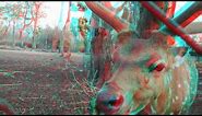 Nature & Animal 3D Movie (RED-CYAN ANAGLYPH 3D) HD VIDEO