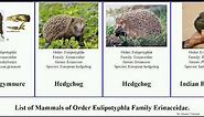 List of Mammals of Order Eulipotyphla Family Erinaceidae. hedgehog Gymnure European Moonrat Indian