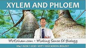 Transport in plants - Xylem and Phloem - GCSE Biology (9-1)
