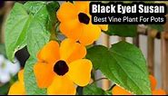 How to grow Thunbergia alata | Black eyed susan vine | Best Vine plant in pots
