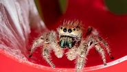 Male vs. Female Jumping Spiders: How to Spot the Differences