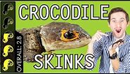 Red-Eyed Crocodile Skink, The Best Pet Lizard?