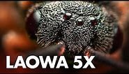 Laowa 25mm f/2.8 2.5-5x Ultra Macro Lens Review with Sample Photos